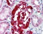APG5 / ATG5 Antibody